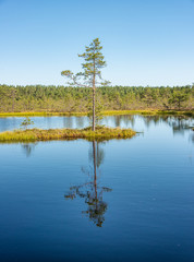 Fototapeta na wymiar Viru bog study trail in Lahemaa National Park, estonia
