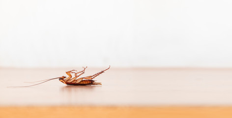 Cockroaches died on the floor in the kitchen