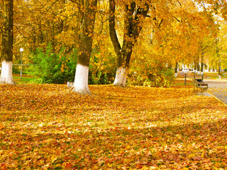 dense yellow foliage in the park