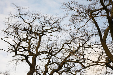 The first spring birds have arrived.