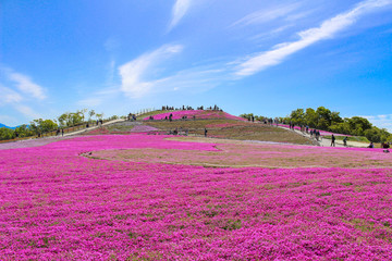 茶臼山高原 芝桜