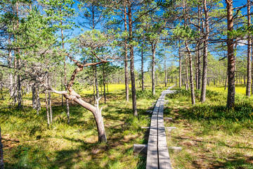 Viru bog study trail in Lahemaa National Park, estonia
