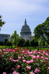 Capitol Building with roses blooming in foreground, Washington DC, USA, travel in the summer