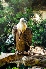 portrait of a eagle in zoo israel