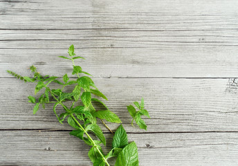 Fresh mint tea concept, flatlay, space for a text