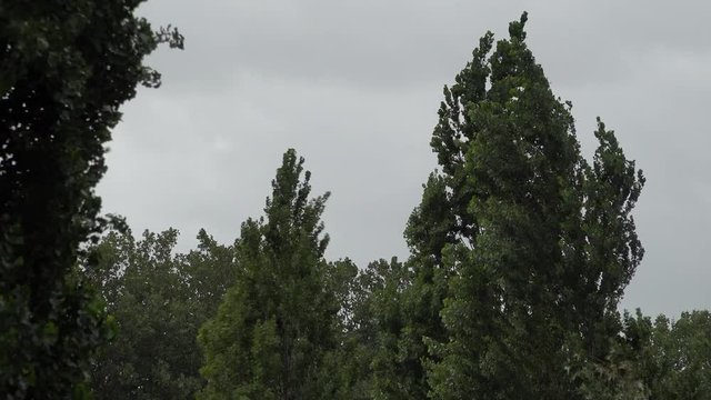 Tall trees are violently shaken and buffeted as thick grey clouds speed by in the background during Storm Ellen.