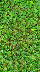 texture of green lawn grass and clover.