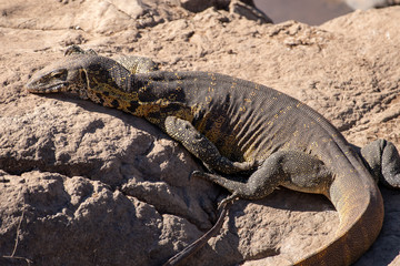 A nile monitor lizard sunning itself on a rock.