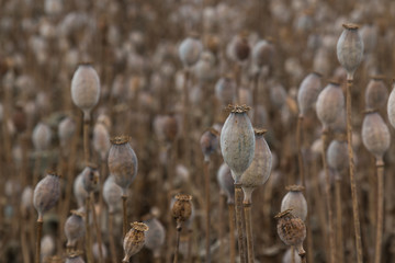 Field of mature poppies, Slovakia