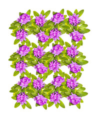 Ornament with beautiful pink purple branches of lush Rhododendron flowers and white background. 