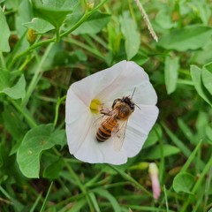 bee on a flower