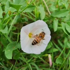 bee on a flower