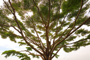 Terminalia ivorensis tree in the evening 