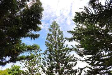 Group of Pine tree Ant's eye view
