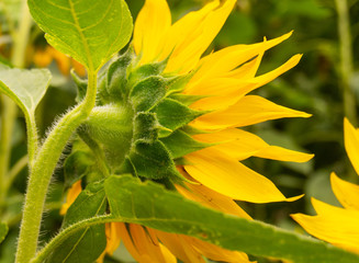 Rückseite einer schönen gelben Sonnenblume.