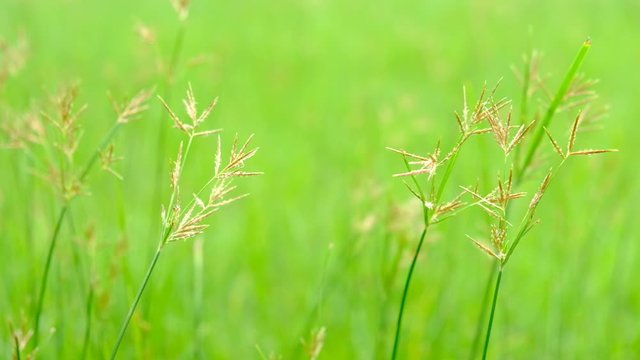 Nut Grass (Cyperus rotundus L.) on green background.