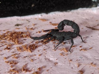 spider on the ground