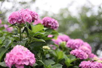 アジサイ　花　雨　植物