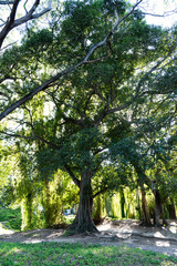 Overgrown tropical trees outside Havana Cuba