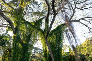 Overgrown tropical trees outside Havana Cuba