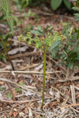 Fresh Green Forrest Woodlands Fern