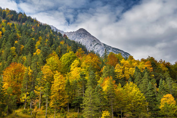 Maple trees at Ahornboden, Karwendel mountains, Tyrol, Austria
