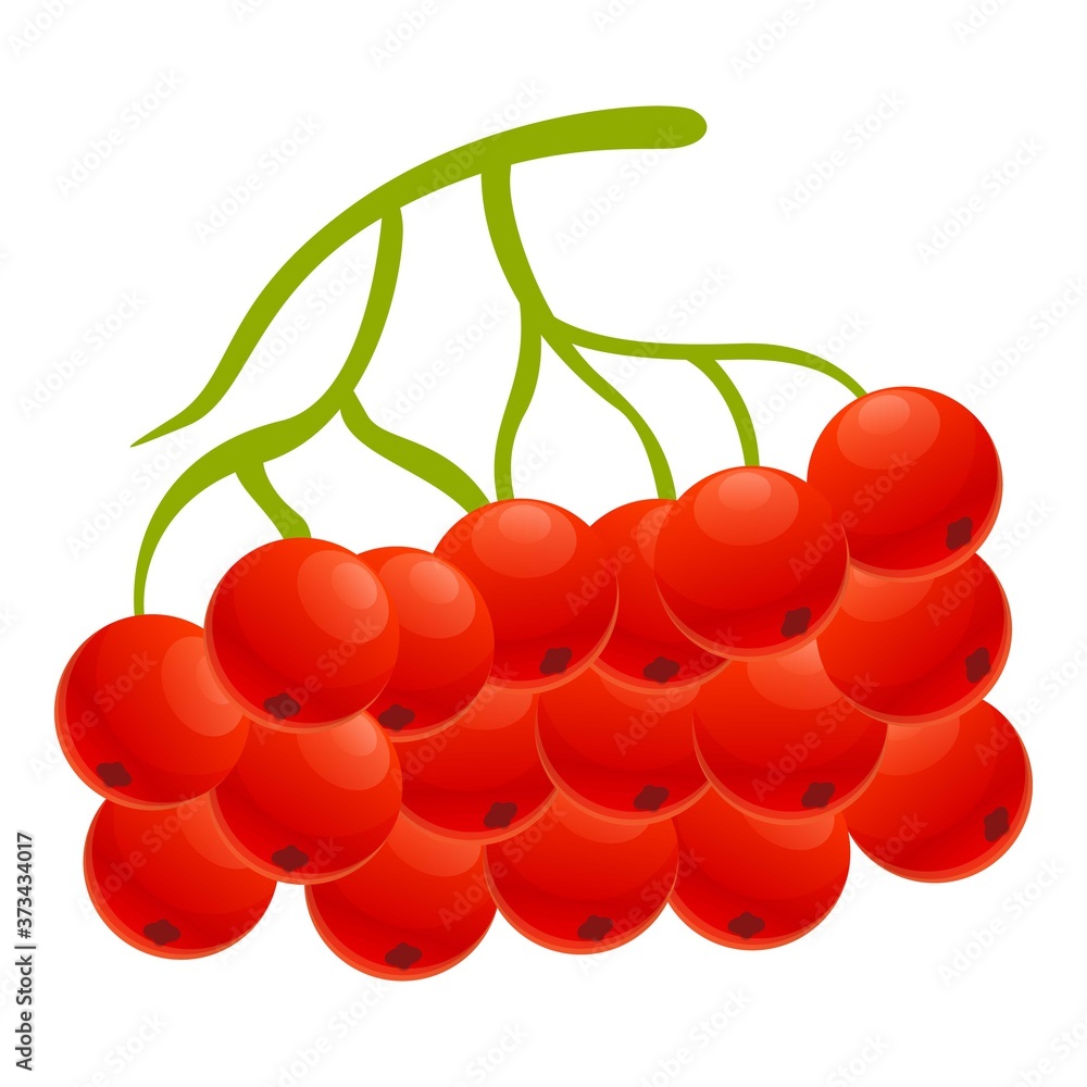 Poster botanical rowan icon. cartoon of botanical rowan vector icon for web design isolated on white backgr