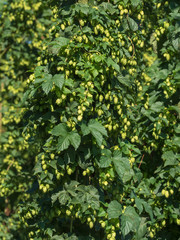 hop cones, SAAZ HOPS, czech republic