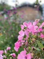 pink flowers in the garden