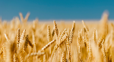 Golden field of ripened cereal, yellow wheat and rye against the blue sky.