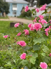 pink flowers in the garden