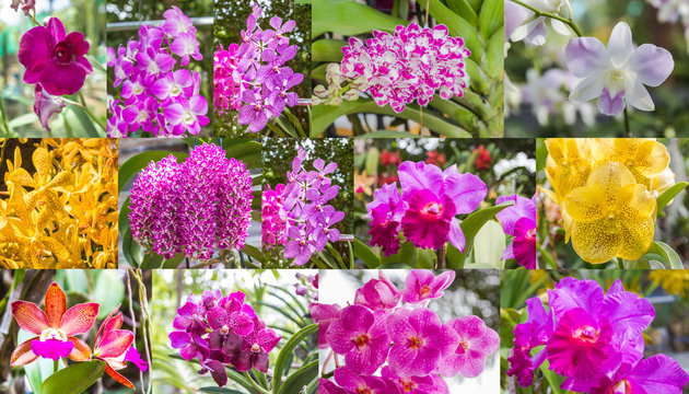 Several images of fresh beauty orchid images  combination in set.