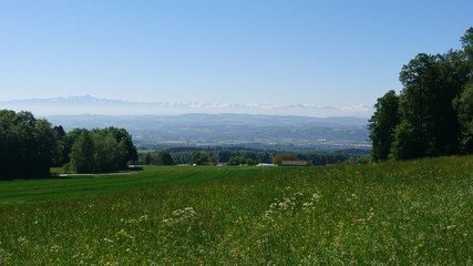 Sommerliche Feldlanschaft mit Alpen im Hintergrund
