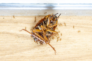Ants walks on a big dead beetle. Lots of ants are working to clear floor at kitchen from a dead cockroach.