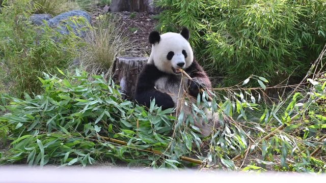 the giant panda bear
rests in the forest to eat bamboo