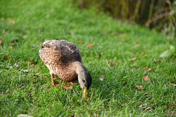 Stockente