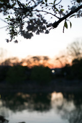 夕焼け空　水面　桜
