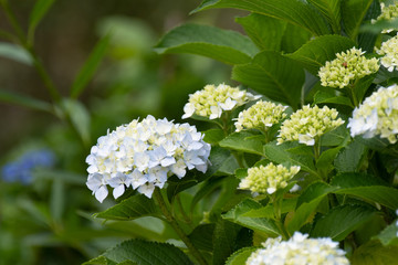 白い紫陽花