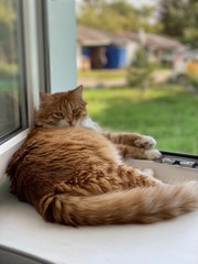 cat on a window sill