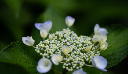 白い紫陽花