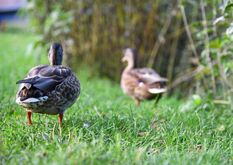 Stockente