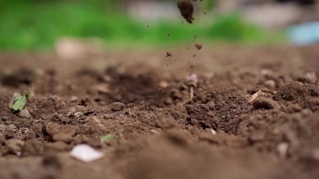 Woman put plants in the ground and close it. Concept of preparing seeds for home farm, slow motion. Close up