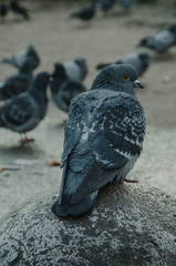Pigeon