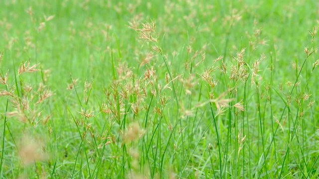 Nut Grass (Cyperus rotundus L.) on green background.