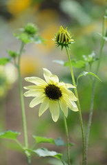 クリーム色のひまわり