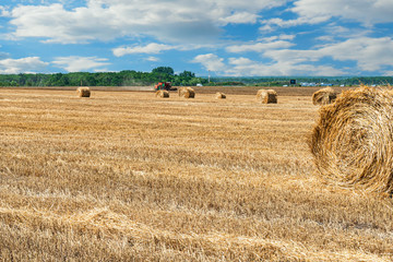 Fototapeta premium Mowing of grain crops and piling hay and straw into rolls