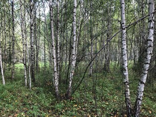 Birch grove in the summer forest