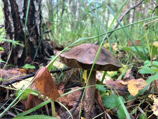 Forest mushroom close-up with leaves on