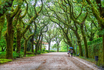 Alameda Santiago de Compostela verde paseo naturaleza