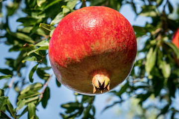 Ripe pomegranate fruit. Freshly picked pomegranate from tree branch
